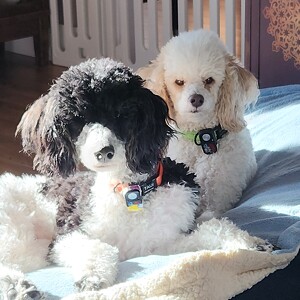 Fundraising Page: Deborah Butler